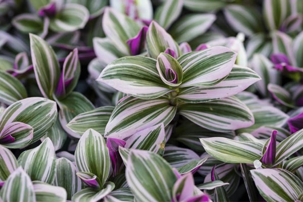 نگهداری از برگ بیدی در زمستان